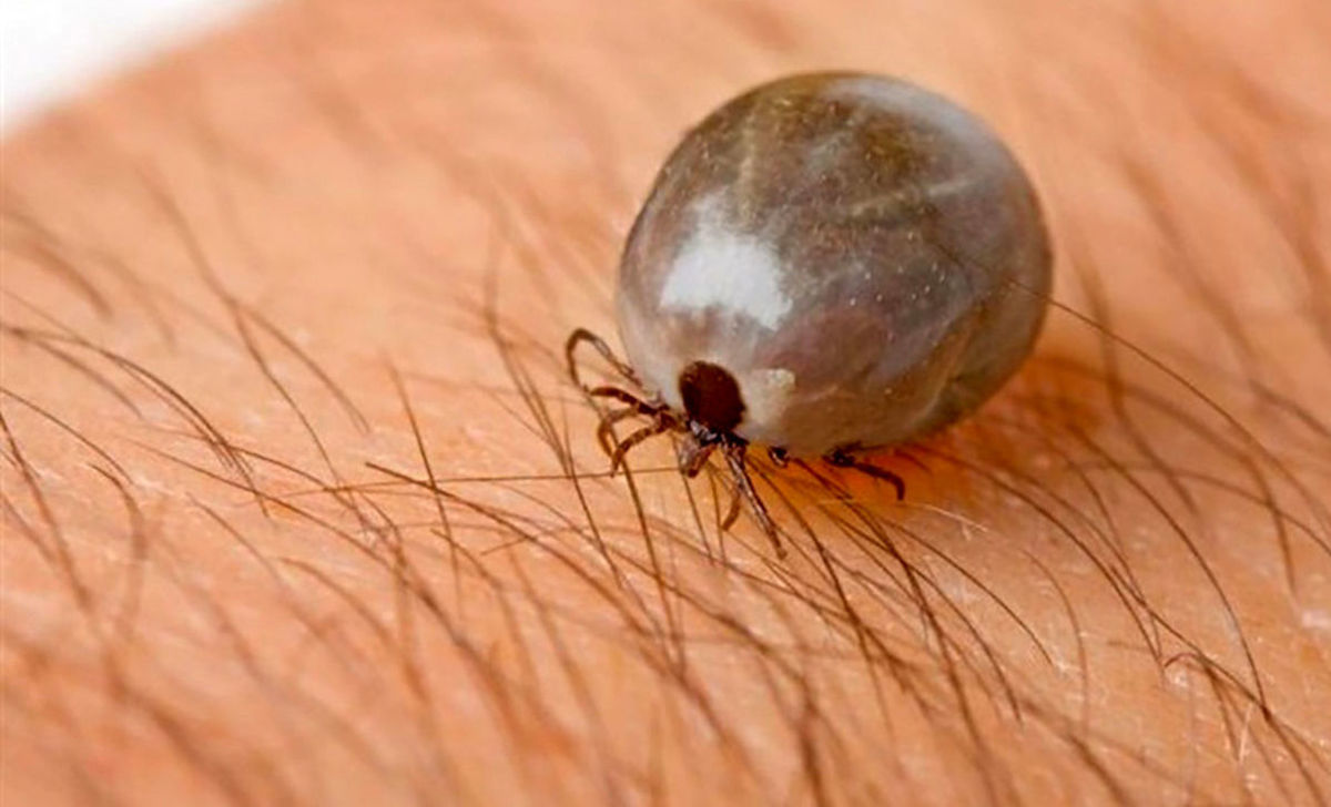 کرونا نرفته، تهدید ویروس «کریمه کنگو» شروع شد کرونا نرفته، تهدید ویروس «کریمه کنگو» شروع شد