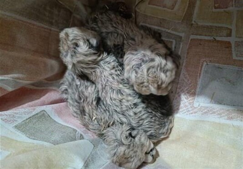 معاون سازمان محیط زیست: توله سوم یوزپلنگ ایران هم آسیبدیده، امیدواریم زنده بماند / دانش و تجربه این کار را نداشتیم معاون سازمان محیط زیست: توله سوم یوزپلنگ ایران هم آسیبدیده، امیدواریم زنده بماند / دانش و تجربه این کار را نداشتیم