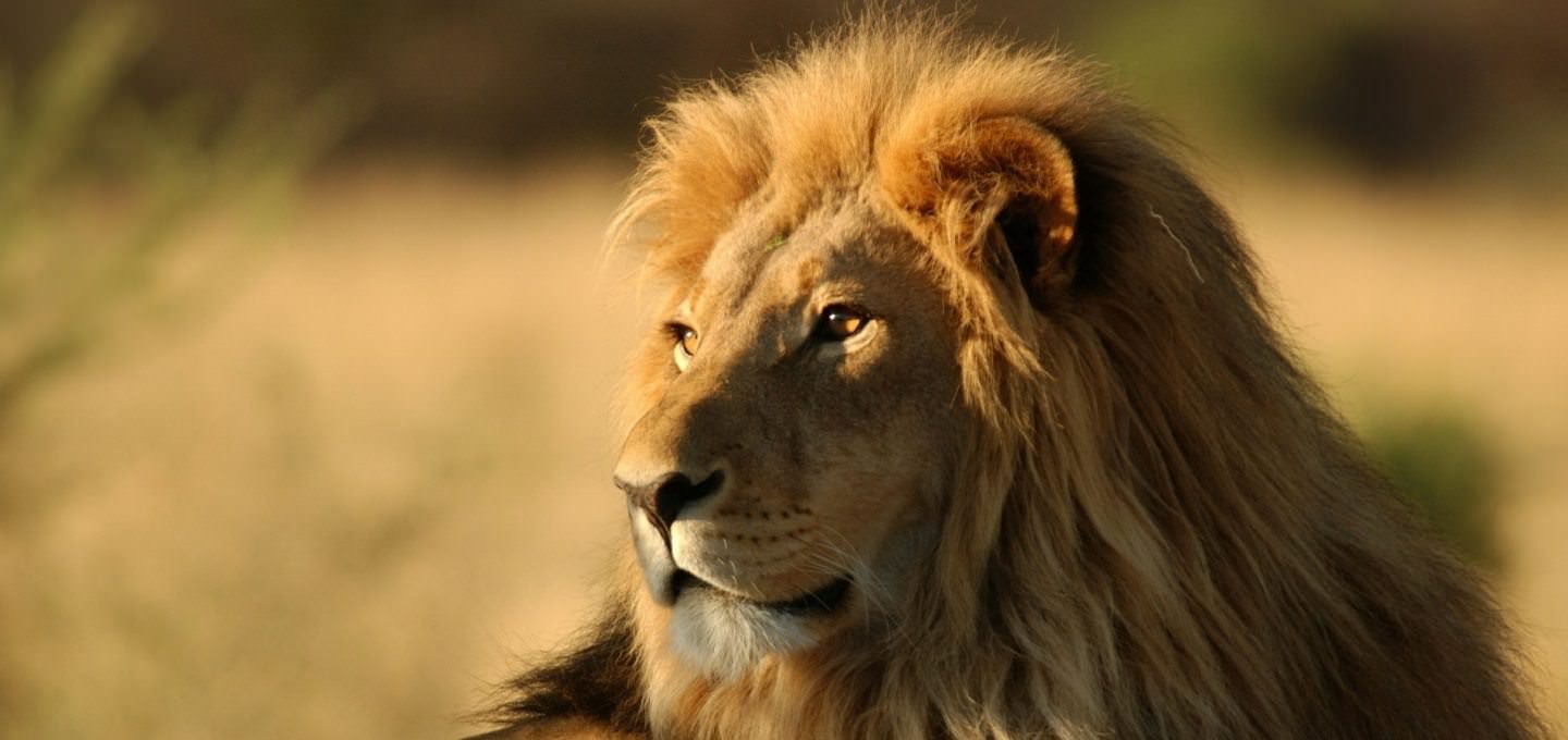 کشف شیر آفریقایی در استان اصفهان