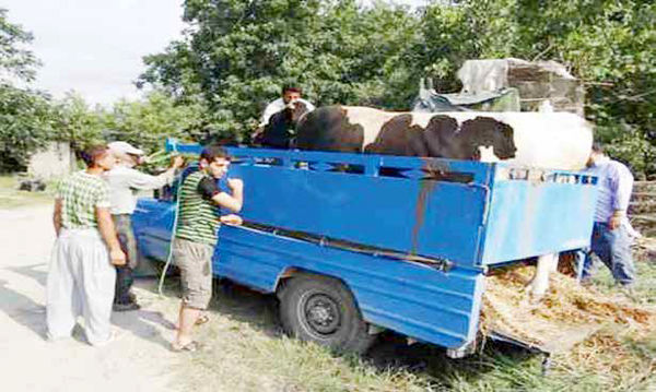 دامهای آبستن و مولد در راه کشتارگاهها دامهای آبستن و مولد در راه کشتارگاهها