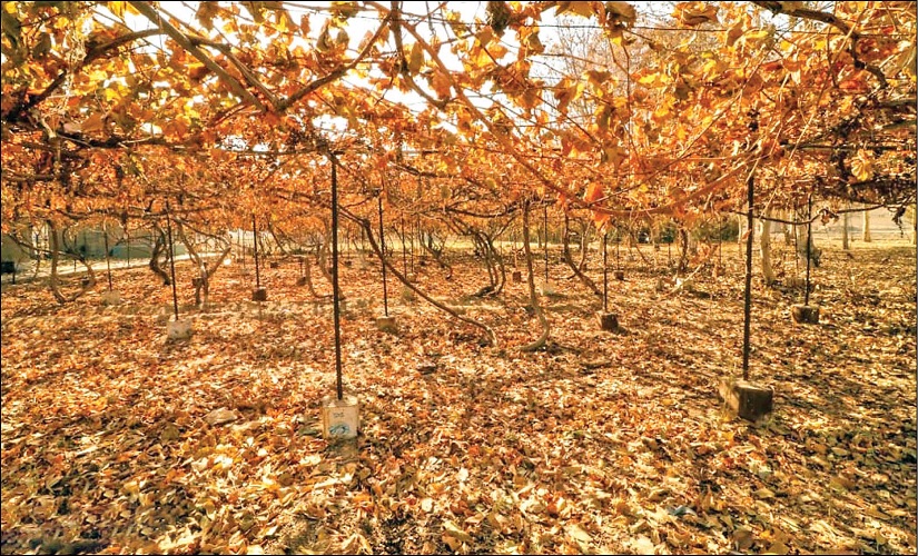 پاییز کم آب در کشور پاییز کم آب در کشور