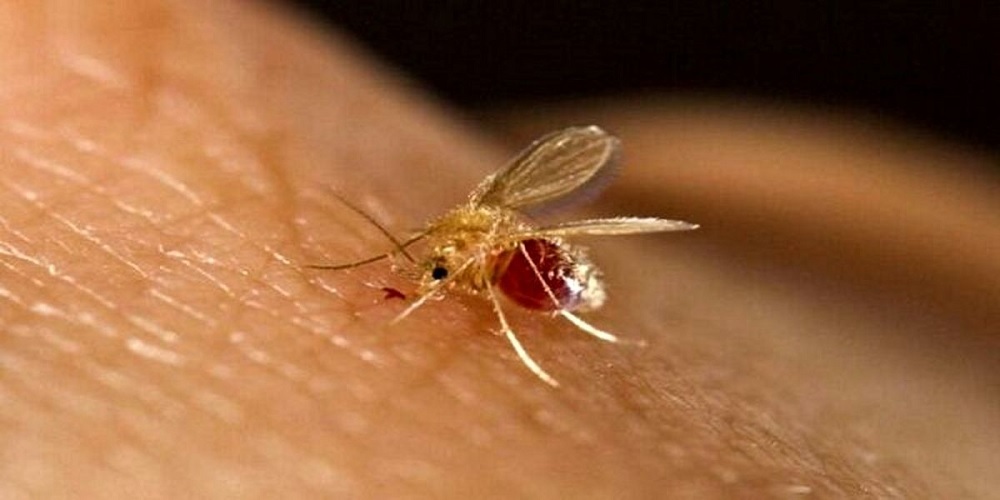 شیوع بیماری سالک در ۱۱ شهرستان استان اصفهان شیوع بیماری سالک در ۱۱ شهرستان استان اصفهان