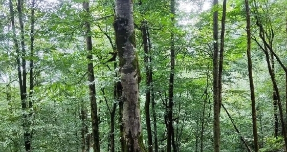 هشدار سازمان منابع طبیعی نسبت یه نصف شدن مساحت جنگلهای هیرکانی تا ۵۰ سال آینده هشدار سازمان منابع طبیعی نسبت یه نصف شدن مساحت جنگلهای هیرکانی تا ۵۰ سال آینده