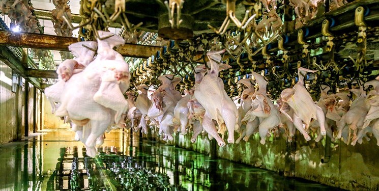 مرغ روی مرز ۱۰۰ هزار تومان و قرارگاه مرغی در خواب/ قیمت مرغ در دولت رئیسی ۴ برابر شد مرغ روی مرز ۱۰۰ هزار تومان و قرارگاه مرغی در خواب/ قیمت مرغ در دولت رئیسی ۴ برابر شد