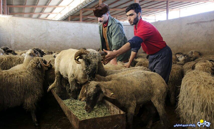 قیمت دام زنده امروز ۱۱ بهمن ۱۴۰۳/ گوسفند زنده در ۲ استان گران شد + جدول قیمت دام زنده امروز ۱۱ بهمن ۱۴۰۳/ گوسفند زنده در ۲ استان گران شد + جدول