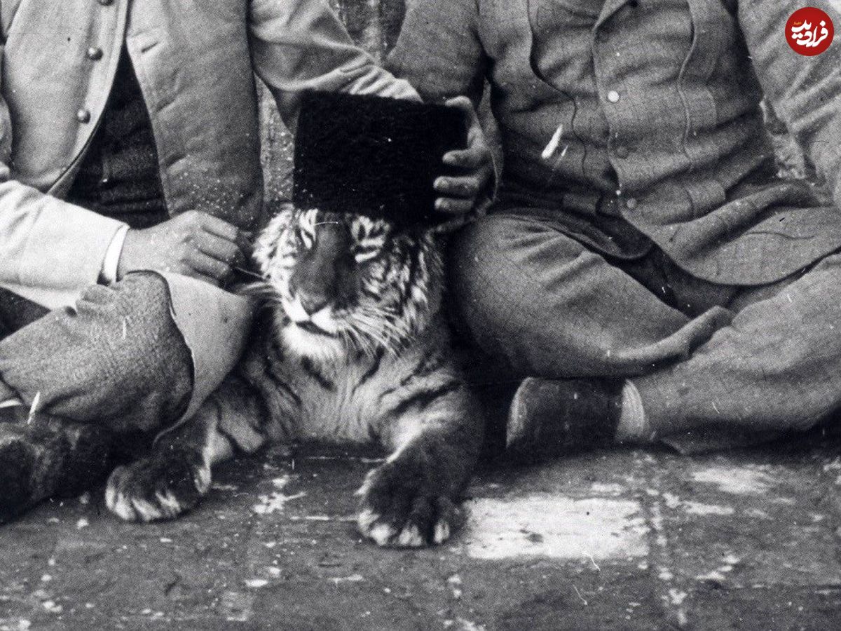 عکسهای دیدهنشده از ببر مازندران در دوران قاجار