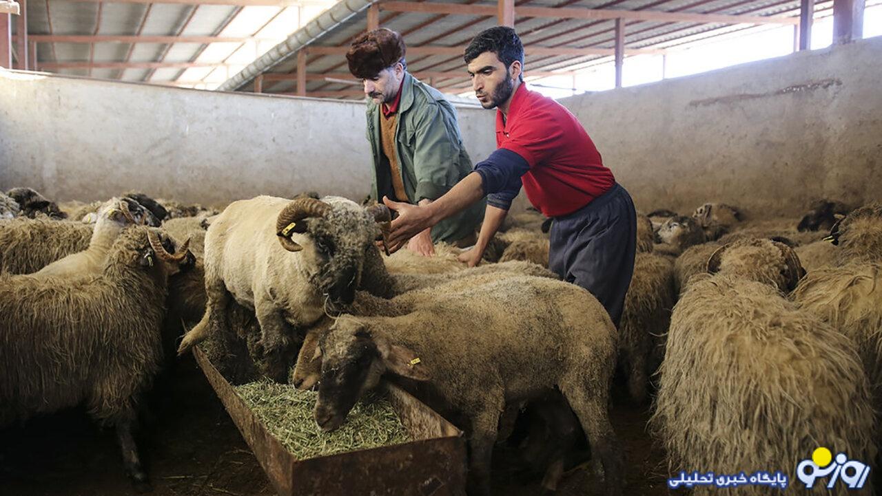 فوری؛ قیمت دام زنده ویژه عید قربان اعلام شد فوری؛ قیمت دام زنده ویژه عید قربان اعلام شد