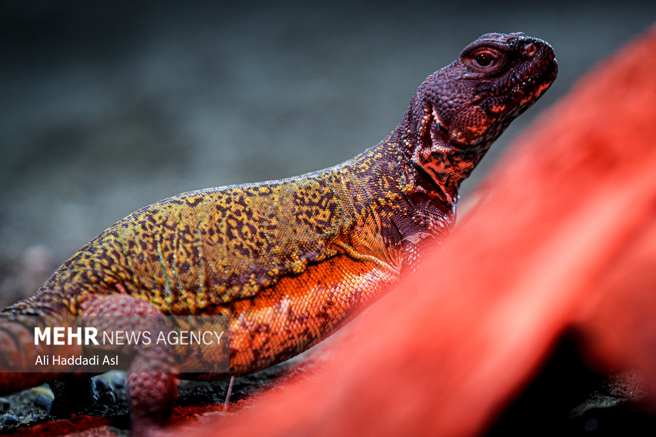 عکسهای جذاب و دیدهنشده از باغوحش تهران