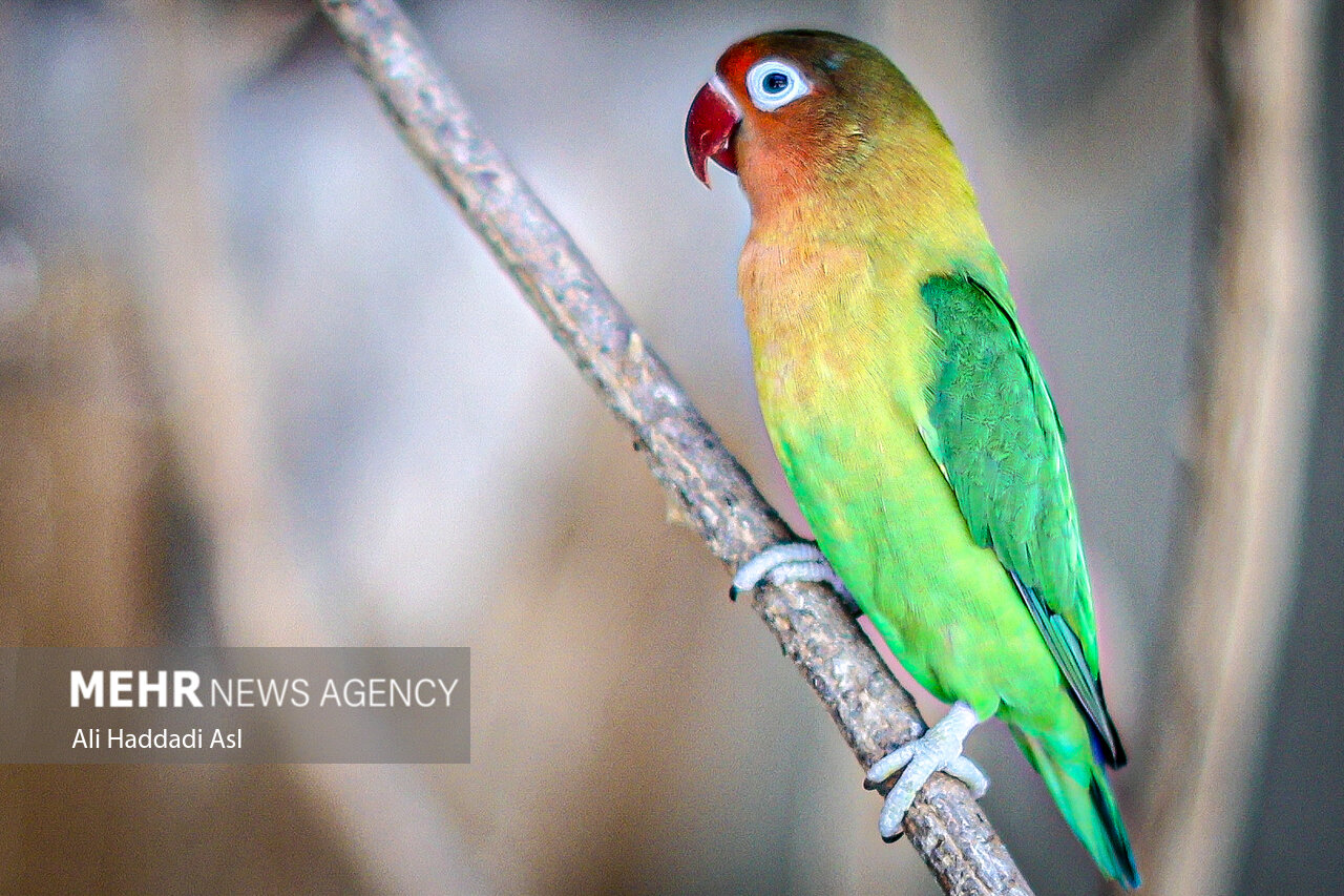 عکسهای جذاب و دیدهنشده از باغوحش تهران