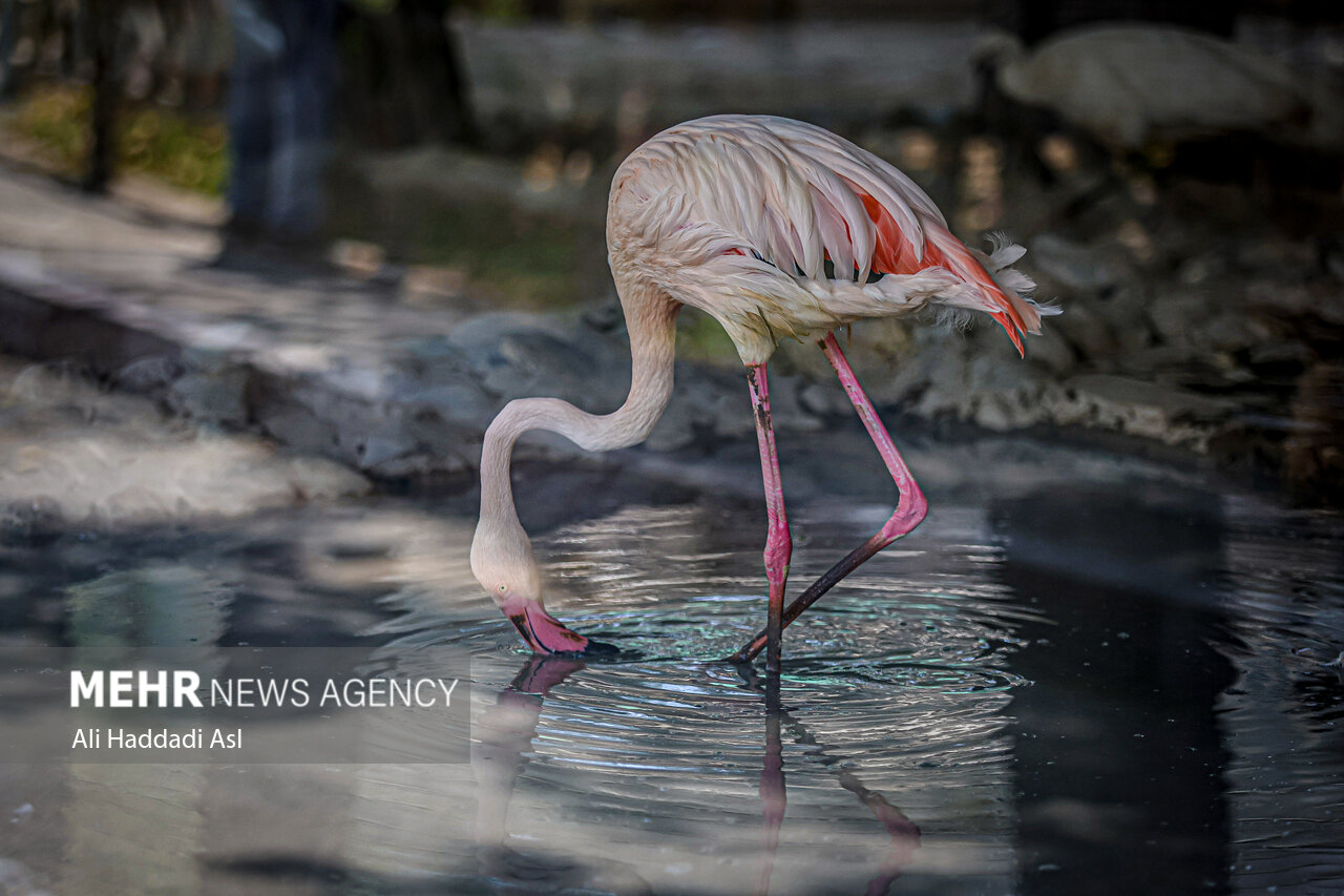 عکسهای جذاب و دیدهنشده از باغوحش تهران
