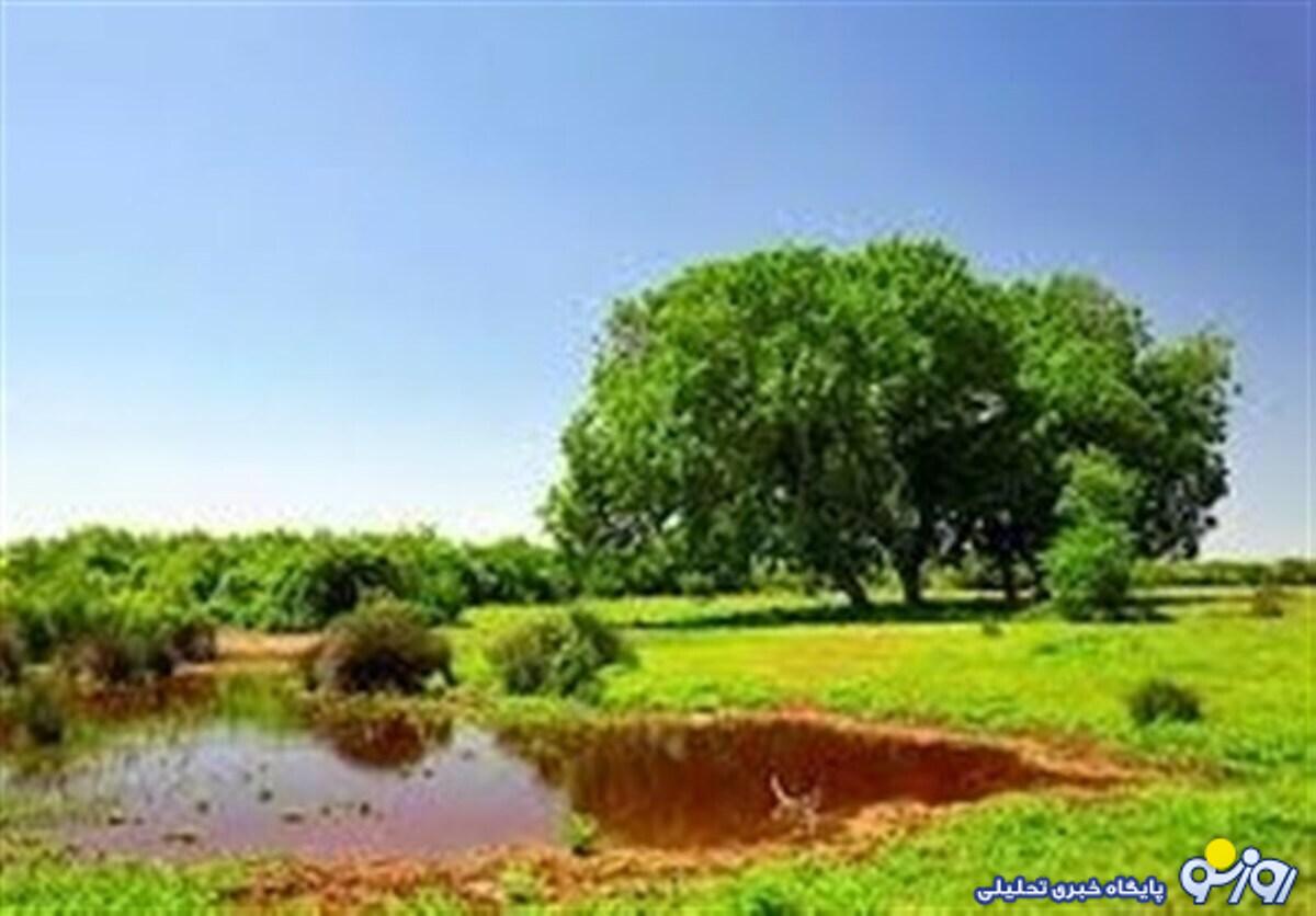 بخشهایی از تالاب میانکاله خشک شد بخشهایی از تالاب میانکاله خشک شد