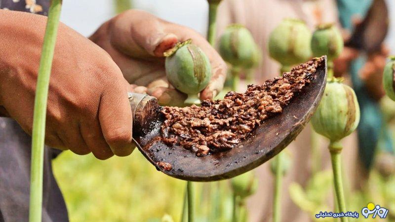 نحوه عجیب خرید و فروش تریاک در افغانستان! + فیلم نحوه عجیب خرید و فروش تریاک در افغانستان! + فیلم