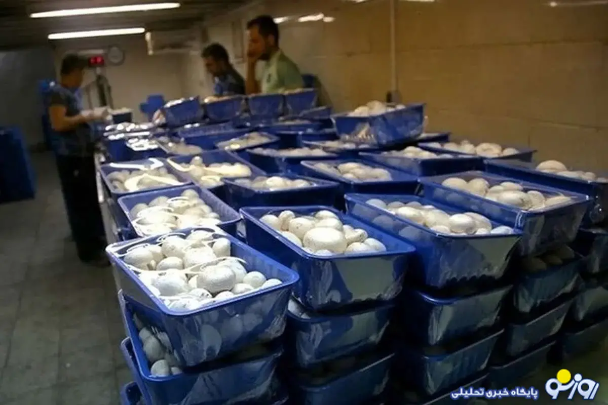 قارچ کیلویی ۳۵۰ هزار تومان شد قارچ کیلویی ۳۵۰ هزار تومان شد