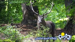 با هرگونه قصور یا تقصیر احتمالی در آتش سوزی جنگلهای هیرکانی برخورد شود با هرگونه قصور یا تقصیر احتمالی در آتش سوزی جنگلهای هیرکانی برخورد شود